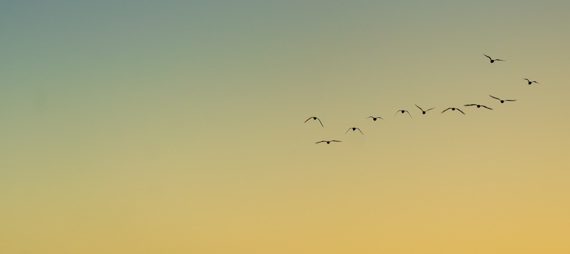 geese flying